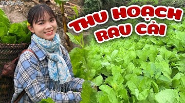 Thu Hoạch Rau Cải Nương Về Muối Dưa Chua Cùng Nhi Nha | Nhi Dao Do