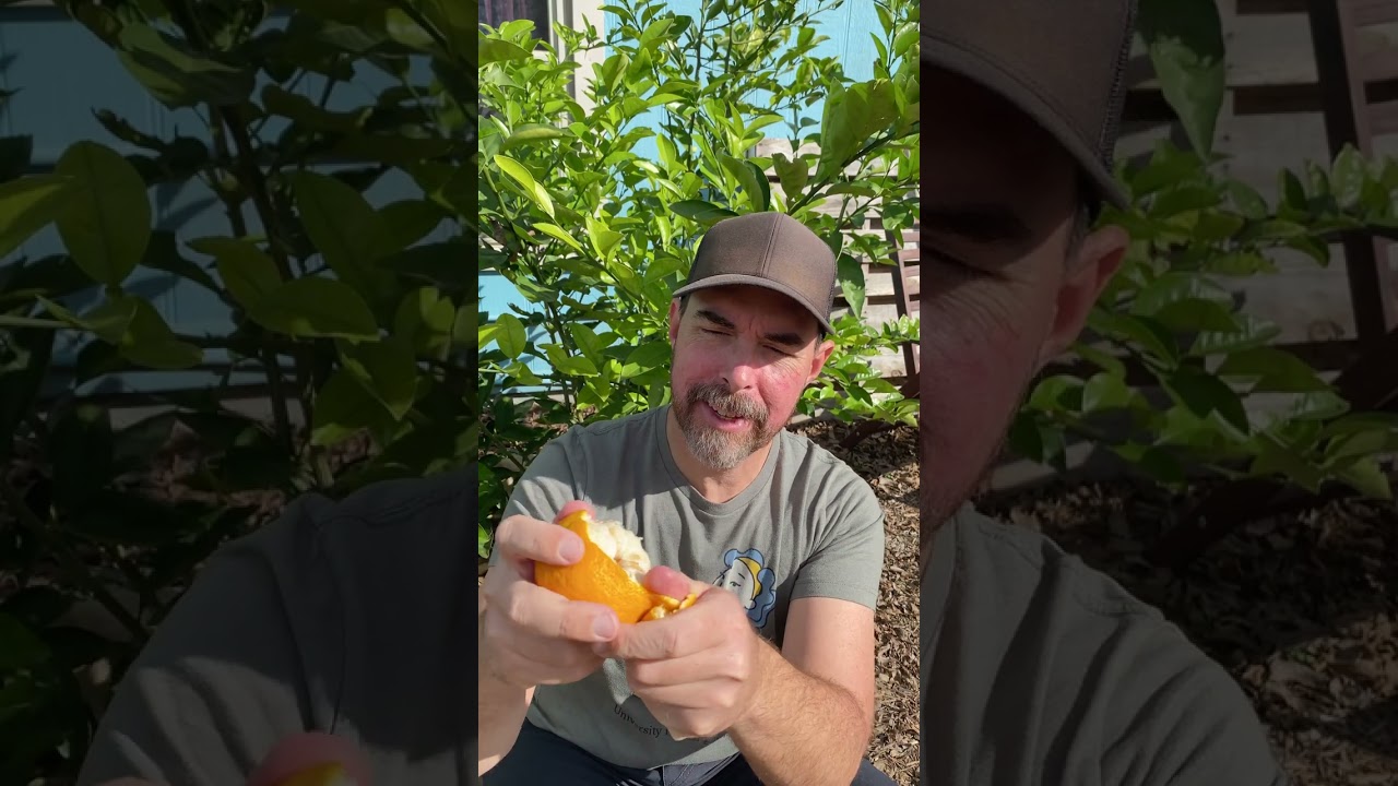 Tasting the First Mandarin Orange of the Season!