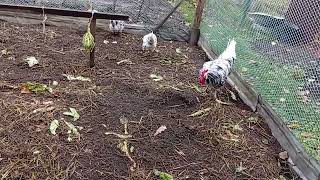 видео: Обычное утро с курами.                         🐓🐓🐓🐔🐔🐔🐔😀 картинка: Обычное утро с курами.                         🐓🐓🐓🐔🐔🐔🐔😀