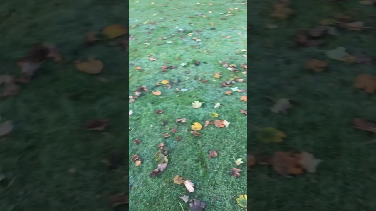 Zinzan the Dobermann’s first time off the lead up the athletic club