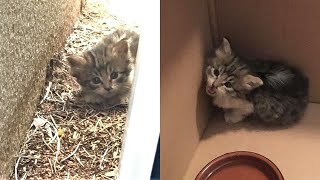 A tiny kitten found crying outside, she was abandoned by her mom cat by TinyPaws 1,233 views 8 days ago 2 minutes, 5 seconds