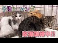 まだシャー！が抜けない子猫3匹キョウダイを保護して16日目の様子です【3 kittens】