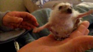 Dscf2730.Avi