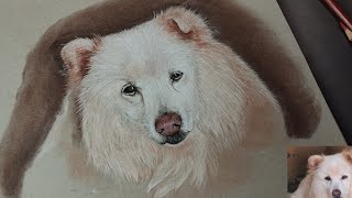 White Fur Draw  How To Draw A Dog Step By Step Tutorial  #doglover #drawing #drawingtutorial