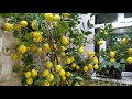 Limon qabda becərilməsi - выращивание лимонов -  cultivation of lemons #limon