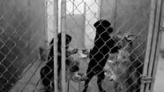 Check out Petfinder.com