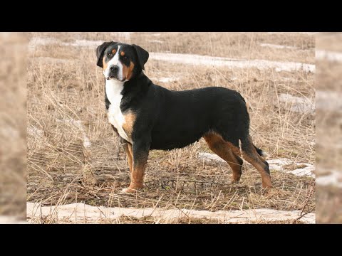 Video: Maggior cane svizzero della montagna