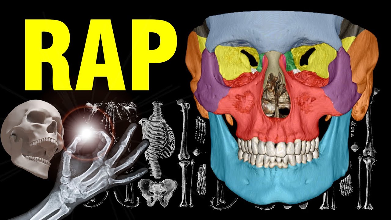 Aprenda anatomía del esqueleto