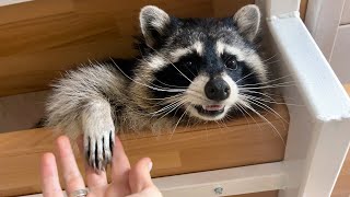 RACCOON GORUSHKA TRIES TO MAKE FRIENDS WITH ZEFIRKA AND EXAMINES THE HOUSE
