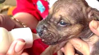 Helped to feed a poor puppy was abandoned in the box near the rubbish dump