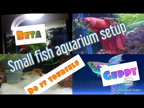 Illustration of Low Cost Goldfish Tank Setup