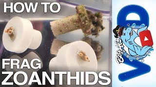 How To Frag Zoanthid Coral | BigAlsPets.com