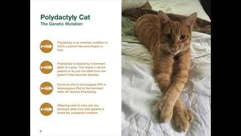 Patterns of Inheritance