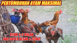 Cara Agar Ayam Umur 4 Bulan Cepat Besar. 