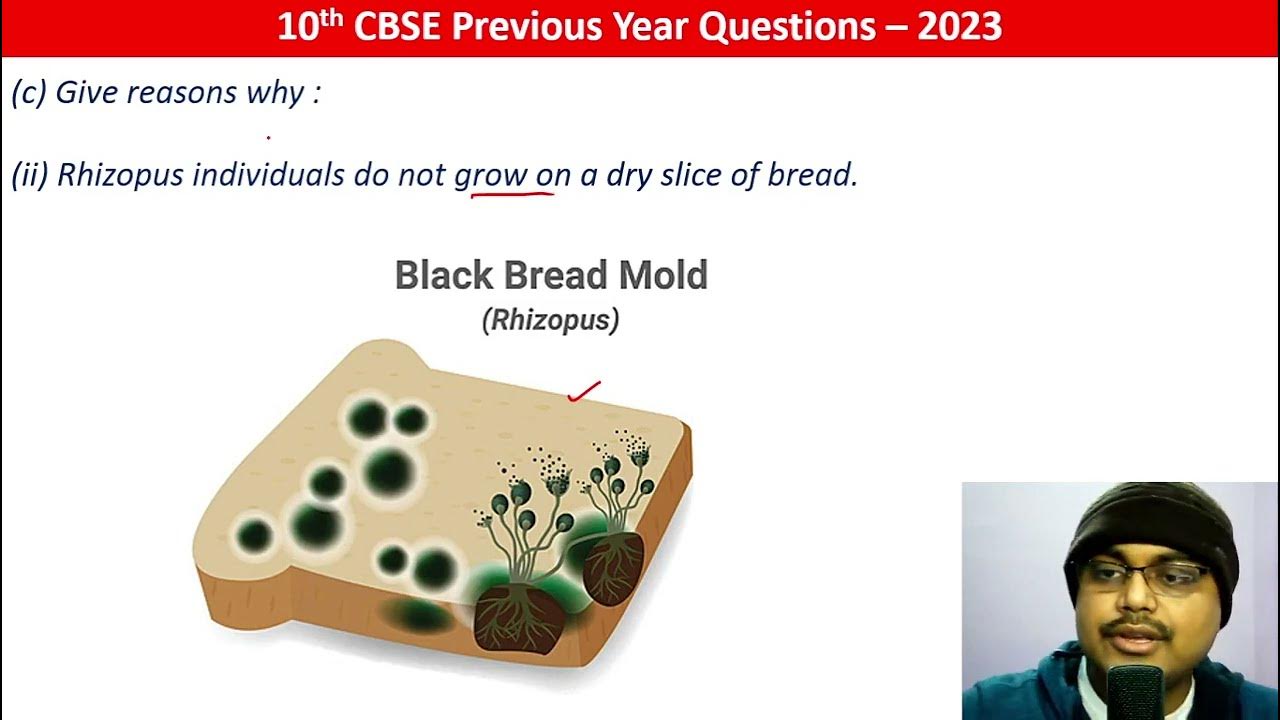Give reasons why (ii) Rhizopus individuals do not grow on a dry slice