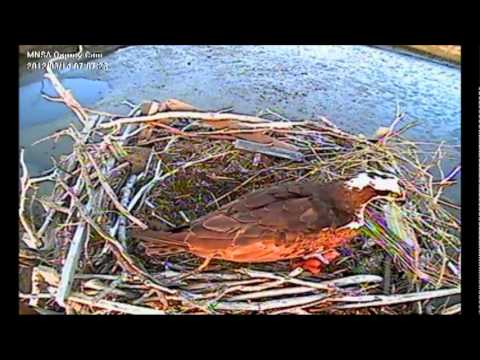 osprey v22 MNSA Osprey-Cam: Osprey Return 3/12/12