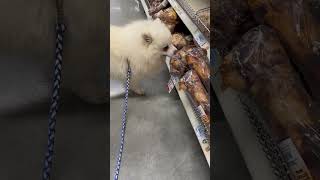 Why I take my dogs to the vet at Tractor Supply for Vaccines