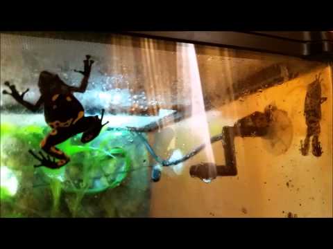 Froggy Parade Dendrobates