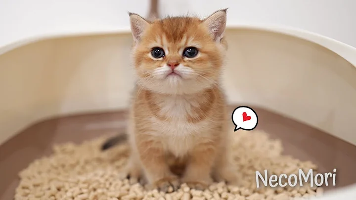 Video 11846611: british kitten, british hair, britishshorthair, kitten living