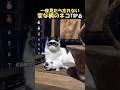 一度見たら忘れられない変な柄の猫#海外 #動物 #funnyanimal