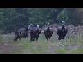 4 Gobblers Come in HOT!! Alabama Turkey Hunting! (5-2-26)