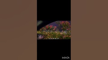 سوره الفجر راحه نفسيه تلاوه خاشعه 🩵🥹 #قرآن #تصويري #لايك #اكسبلور #اكسبلورفولو #فولو #راحة_نفسية #