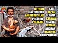 SURVEY HARGA AYAM BRAHMA,CEMANI,OSTRICH,GOLDEN PHEASANT DLL KIOS RENDRA - PASAR BURUNG PRAMUKA