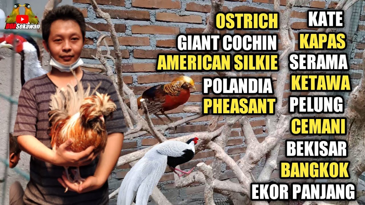 SURVEY HARGA AYAM BRAHMA,CEMANI,OSTRICH,GOLDEN PHEASANT DLL KIOS RENDRA - PASAR BURUNG PRAMUKA