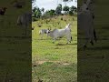Ele tá doido para levar um coice kkkkk #fazenda #gado