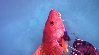 Crystal Clear Water: Bahamas - 3-day in July 2023