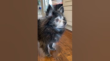 Thumbnail of Cheese Tax - Original 🧀 (Puppy Songs) #cutedog #dogs #puppysongs