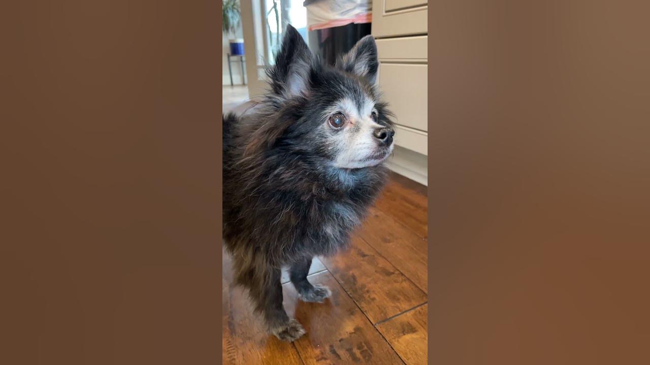 Cheese Tax - Original 🧀 (Puppy Songs) #cutedog #dogs #puppysongs
