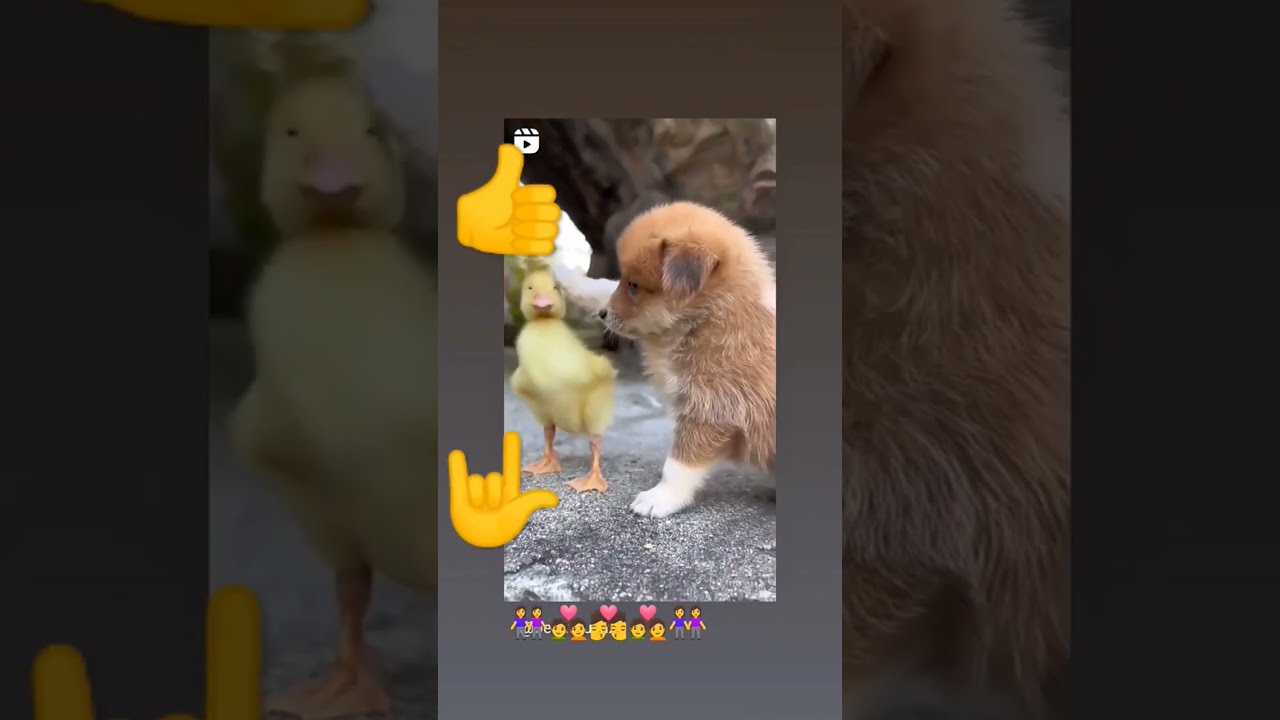 Pet Simulator X beby Simulator Pet Codes beby Dog Loose Motion YouTube Pet Simulator X beby Simulator Pet Codes beby Dog Loose Motion YouTube