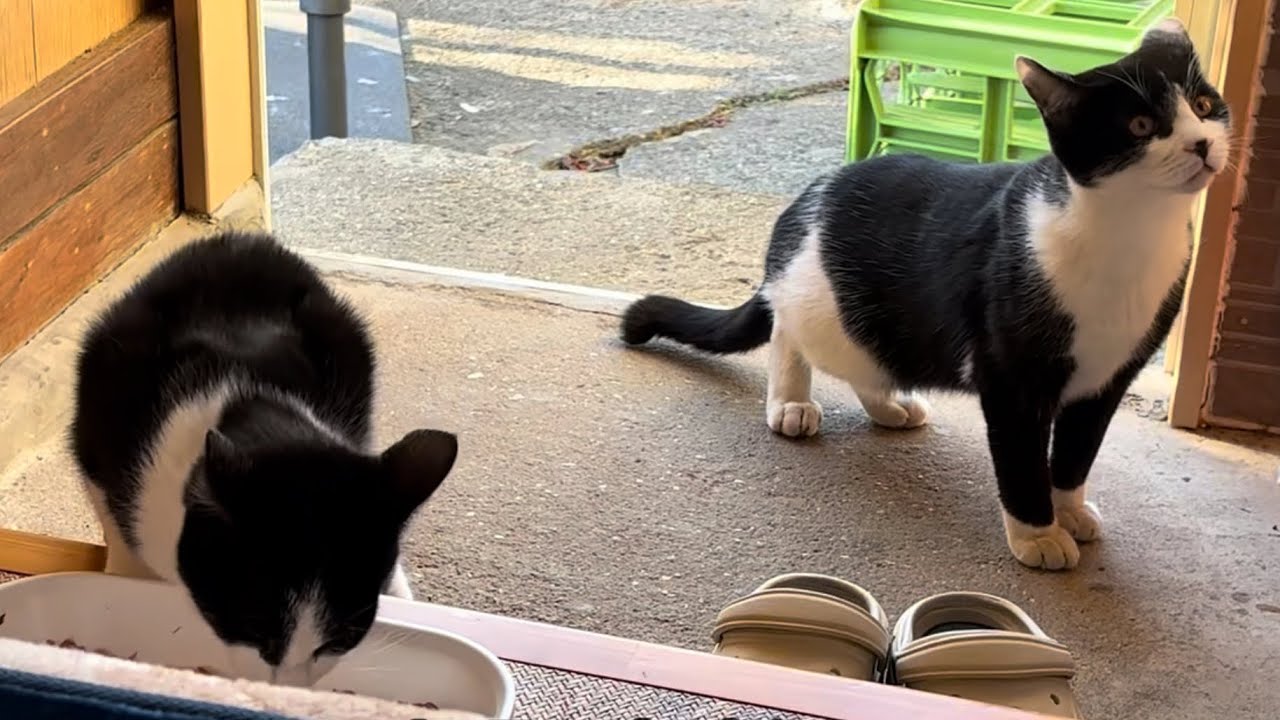 2026.01.13 野良子猫三兄弟のご飯タイム～強風でドアが閉まる恐怖よりもご飯～(字幕あり)