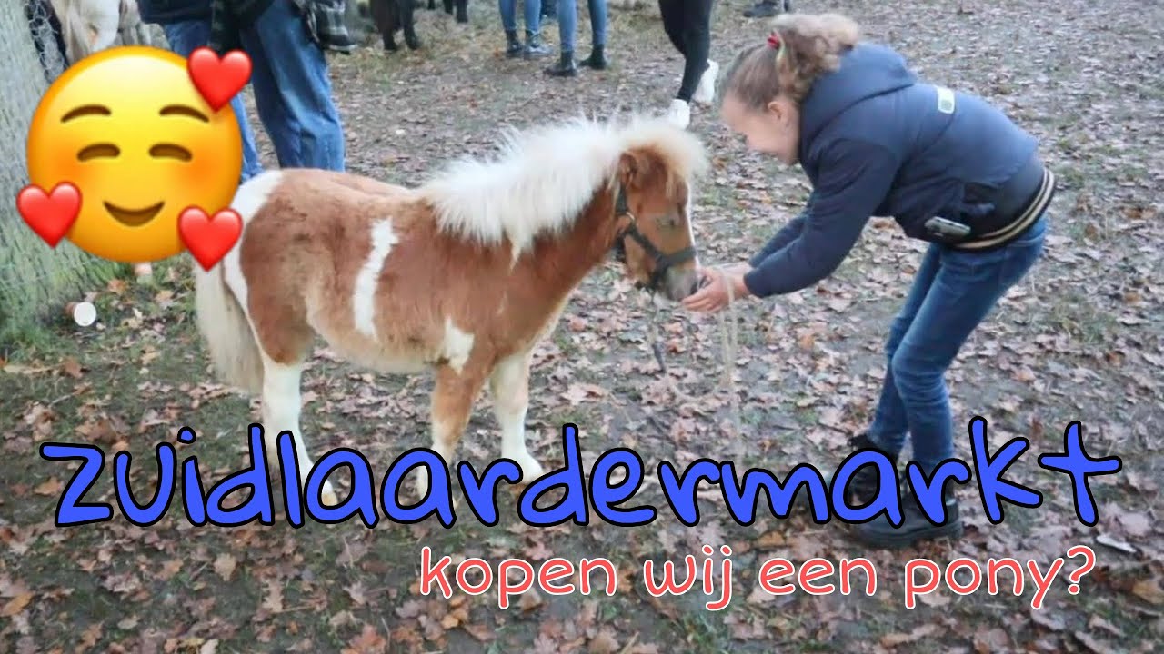 PAARDENmarkt Zuidlaren ||Zuidlaardermarkt 2022||vlog64