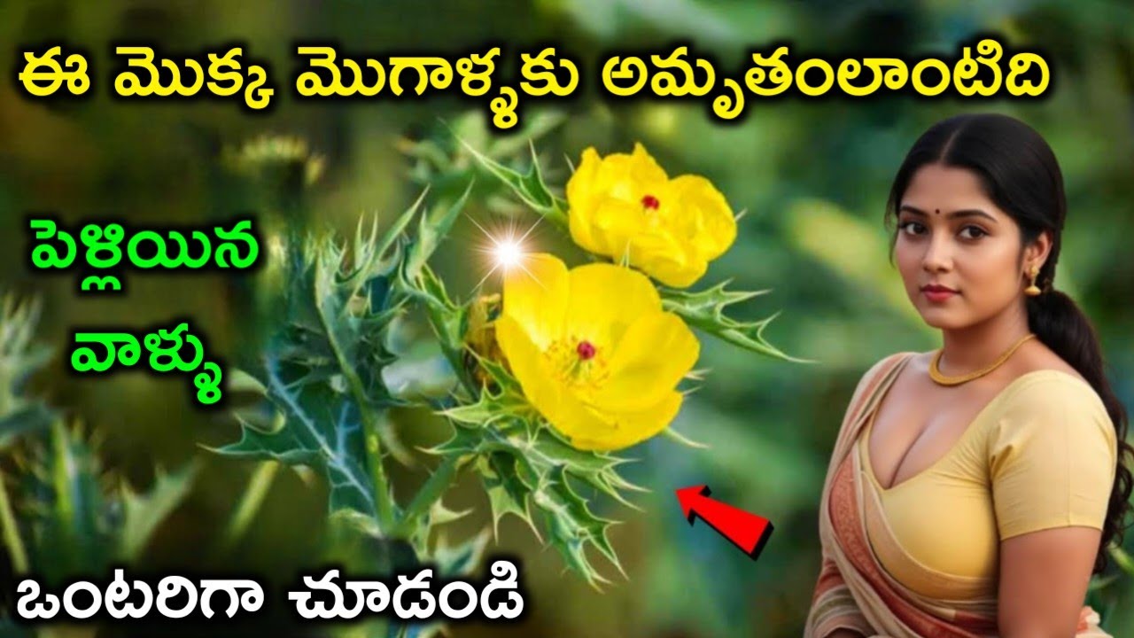 ఈ మొక్క మీకు గుర్రపు బలాన్ని ఇస్తుంది |  Plant Benefit vastu tips | Golden Info