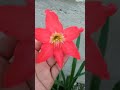 Hermosa Flor de Amarilis 😇🇩🇴🙏🤗