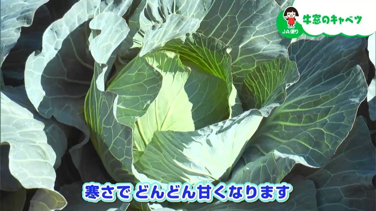 瀬戸内市長が牛窓特産の「キャベツ」を紹介！｜【笑味ちゃん天気予報