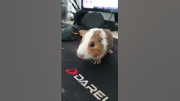 Tiếng kêu của guinea pig bọ ú