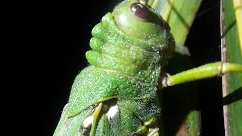 Como é produzido o som das cigarras?