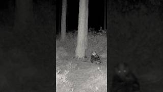 European Badger | Mäger (Meles meles) #trailcam #wildlife #wildanimals #nature #naturelovers