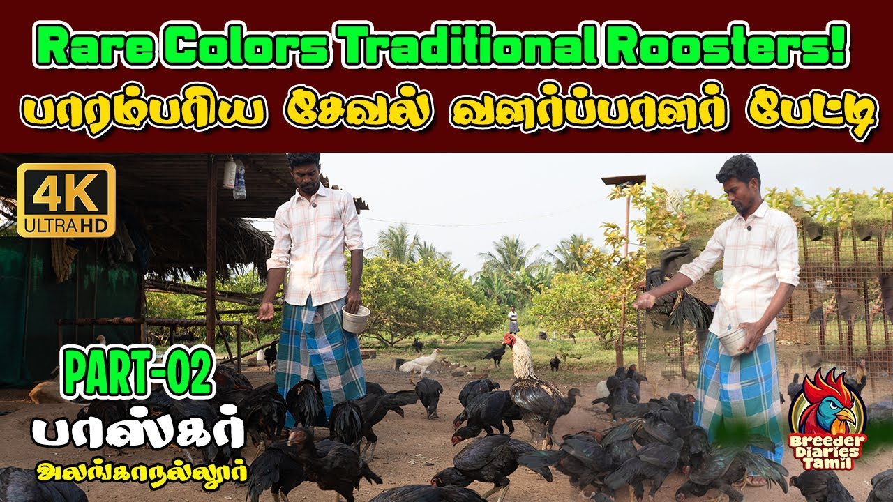 பாரம்பரிய சேவல் வளர்ப்பாளர் பாஸ்கர் பேட்டி – Part 02 #AseelRooster #RareBreeds #கோழிவளர்ப்பு