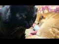 うとうと猫とパパを起こそうと奮闘する柴犬 Sleepy night