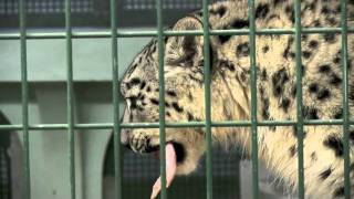 抜けそうで抜けないユキヒョウの乳歯~Snow Leopard