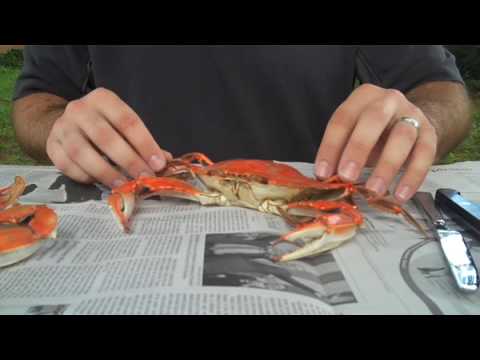 Blue Crab TLC - How To Keep Blue Crabs Alive For Days 