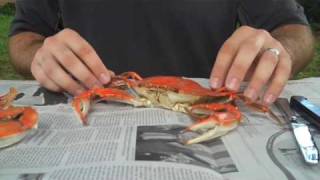 How To Properly Pick A Crab | What's Up? Annapolis Magazine