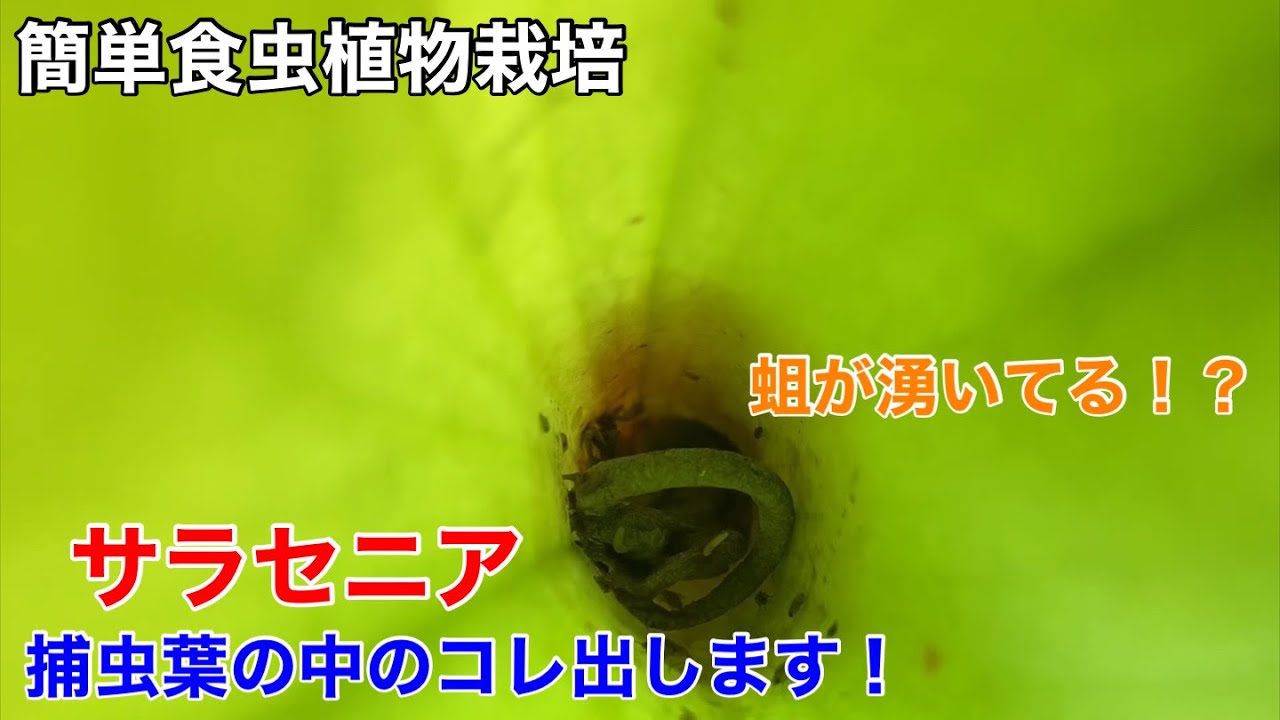誰でも簡単に楽しめる食虫植物栽培 ついにあのサラセニアを解体 やはりとんでもない事になってました Youtube