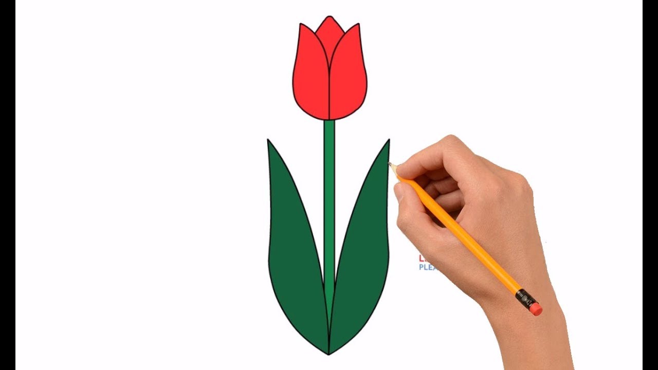 How To Draw A Tulip Step By Step