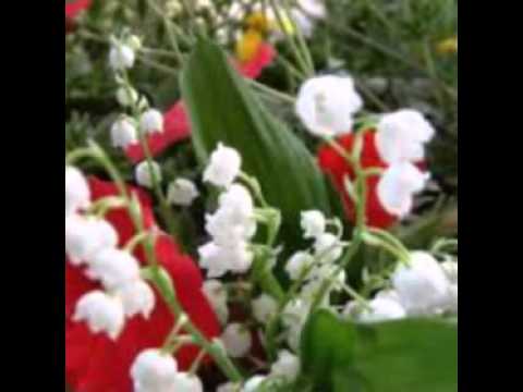 Poze Frumoase Cu Flori Deosebite Youtube