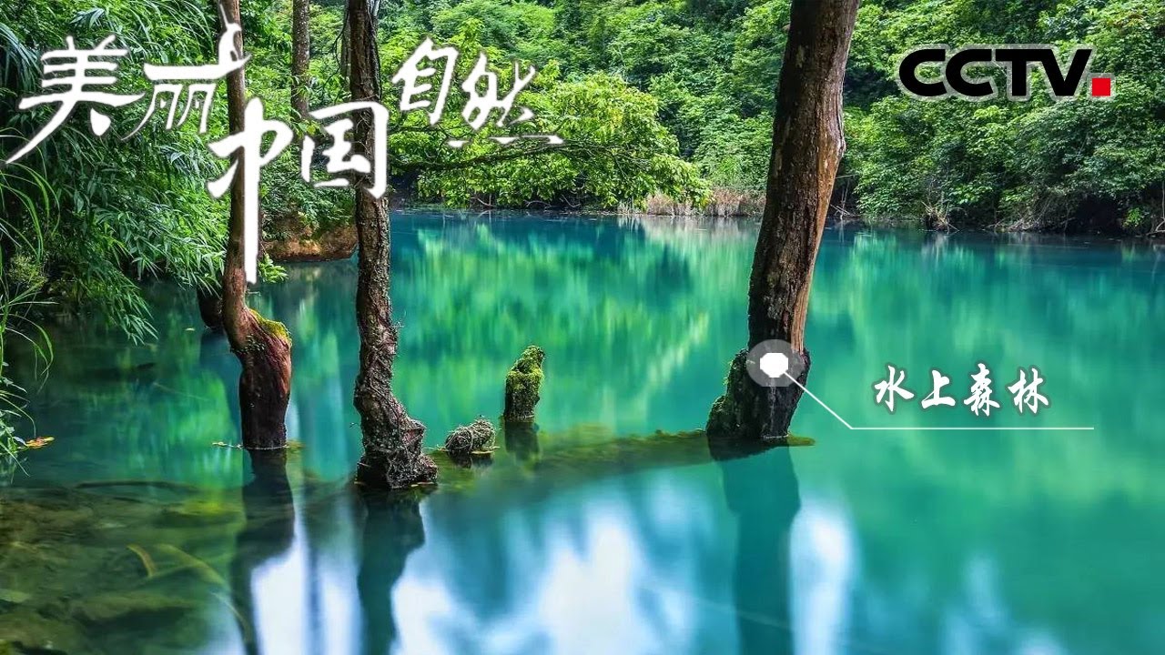长在水上的森林你见过吗？在贵州茂兰分布着多处这样的水上森林 《美丽中国自然》贵州喀斯特系列【CCTV纪录】 - YouTube
